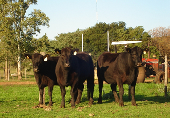 Aberdeen Angus