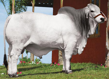 Brahman