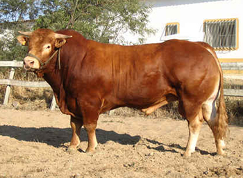 Limousin